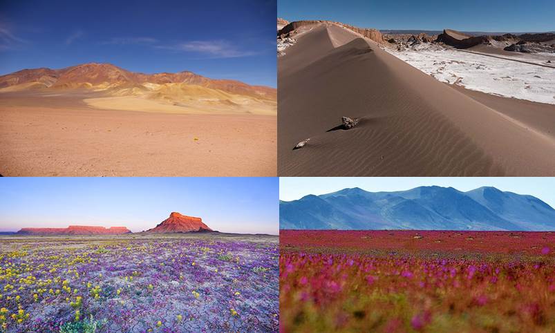 (Eventos Campo Desierto)